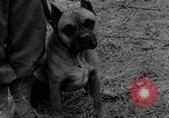 Image of training dogs United States USA, 1943, second 52 stock footage video 65675077871