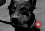 Image of training dogs United States USA, 1943, second 53 stock footage video 65675077871