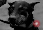 Image of training dogs United States USA, 1943, second 54 stock footage video 65675077871
