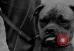 Image of training dogs United States USA, 1943, second 55 stock footage video 65675077871