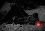 Image of dogs used for war United States USA, 1943, second 3 stock footage video 65675077872