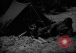 Image of dogs used for war United States USA, 1943, second 14 stock footage video 65675077872
