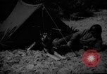 Image of dogs used for war United States USA, 1943, second 15 stock footage video 65675077872