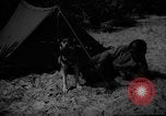 Image of dogs used for war United States USA, 1943, second 16 stock footage video 65675077872