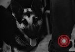 Image of dogs used for war United States USA, 1943, second 20 stock footage video 65675077872