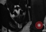 Image of dogs used for war United States USA, 1943, second 21 stock footage video 65675077872