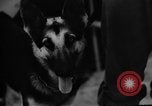 Image of dogs used for war United States USA, 1943, second 22 stock footage video 65675077872