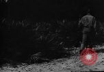 Image of dogs used for war United States USA, 1943, second 25 stock footage video 65675077872