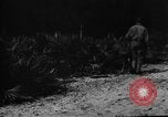 Image of dogs used for war United States USA, 1943, second 29 stock footage video 65675077872