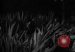 Image of dogs used for war United States USA, 1943, second 38 stock footage video 65675077872