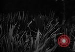 Image of dogs used for war United States USA, 1943, second 39 stock footage video 65675077872