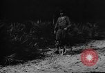 Image of dogs used for war United States USA, 1943, second 40 stock footage video 65675077872