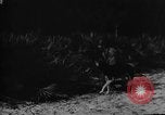 Image of dogs used for war United States USA, 1943, second 42 stock footage video 65675077872