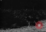 Image of dogs used for war United States USA, 1943, second 43 stock footage video 65675077872