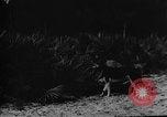 Image of dogs used for war United States USA, 1943, second 44 stock footage video 65675077872