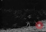Image of dogs used for war United States USA, 1943, second 45 stock footage video 65675077872