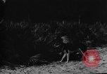 Image of dogs used for war United States USA, 1943, second 46 stock footage video 65675077872