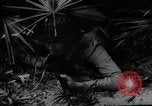 Image of dogs used for war United States USA, 1943, second 54 stock footage video 65675077872