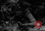 Image of dogs used for war United States USA, 1943, second 55 stock footage video 65675077872