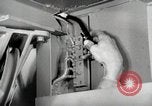Image of sea mule tug United States USA, 1944, second 46 stock footage video 65675077933