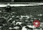 Standbild Reisanbau Philippinen, 1915, aus Sekunde 3 historischem Filmmaterial Videoclip 65675078021