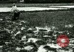 Standbild Reisanbau Philippinen, 1915, aus Sekunde 4 historischem Filmmaterial Videoclip 65675078021