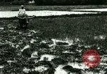 Standbild Reisanbau Philippinen, 1915, aus Sekunde 5 historischem Filmmaterial Videoclip 65675078021