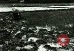Standbild Reisanbau Philippinen, 1915, aus Sekunde 7 historischem Filmmaterial Videoclip 65675078021