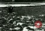 Standbild Reisanbau Philippinen, 1915, aus Sekunde 8 historischem Filmmaterial Videoclip 65675078021