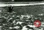Standbild Reisanbau Philippinen, 1915, aus Sekunde 9 historischem Filmmaterial Videoclip 65675078021