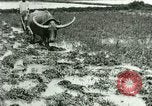 Standbild Reisanbau Philippinen, 1915, aus Sekunde 11 historischem Filmmaterial Videoclip 65675078021