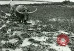 Standbild Reisanbau Philippinen, 1915, aus Sekunde 12 historischem Filmmaterial Videoclip 65675078021