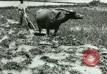 Standbild Reisanbau Philippinen, 1915, aus Sekunde 14 historischem Filmmaterial Videoclip 65675078021