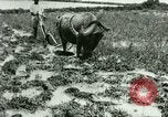 Standbild Reisanbau Philippinen, 1915, aus Sekunde 15 historischem Filmmaterial Videoclip 65675078021