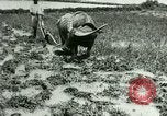 Standbild Reisanbau Philippinen, 1915, aus Sekunde 16 historischem Filmmaterial Videoclip 65675078021