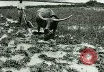 Standbild Reisanbau Philippinen, 1915, aus Sekunde 17 historischem Filmmaterial Videoclip 65675078021