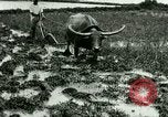 Standbild Reisanbau Philippinen, 1915, aus Sekunde 18 historischem Filmmaterial Videoclip 65675078021