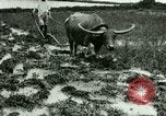 Standbild Reisanbau Philippinen, 1915, aus Sekunde 19 historischem Filmmaterial Videoclip 65675078021