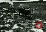 Standbild Reisanbau Philippinen, 1915, aus Sekunde 20 historischem Filmmaterial Videoclip 65675078021