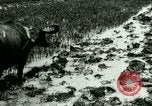 Standbild Reisanbau Philippinen, 1915, aus Sekunde 23 historischem Filmmaterial Videoclip 65675078021