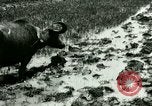 Standbild Reisanbau Philippinen, 1915, aus Sekunde 24 historischem Filmmaterial Videoclip 65675078021