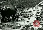Standbild Reisanbau Philippinen, 1915, aus Sekunde 26 historischem Filmmaterial Videoclip 65675078021