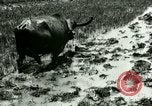 Standbild Reisanbau Philippinen, 1915, aus Sekunde 27 historischem Filmmaterial Videoclip 65675078021