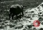Standbild Reisanbau Philippinen, 1915, aus Sekunde 28 historischem Filmmaterial Videoclip 65675078021