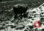 Standbild Reisanbau Philippinen, 1915, aus Sekunde 29 historischem Filmmaterial Videoclip 65675078021
