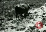 Standbild Reisanbau Philippinen, 1915, aus Sekunde 30 historischem Filmmaterial Videoclip 65675078021