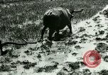 Standbild Reisanbau Philippinen, 1915, aus Sekunde 31 historischem Filmmaterial Videoclip 65675078021