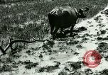 Standbild Reisanbau Philippinen, 1915, aus Sekunde 32 historischem Filmmaterial Videoclip 65675078021