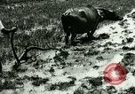Standbild Reisanbau Philippinen, 1915, aus Sekunde 33 historischem Filmmaterial Videoclip 65675078021