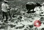 Standbild Reisanbau Philippinen, 1915, aus Sekunde 35 historischem Filmmaterial Videoclip 65675078021